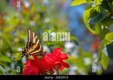 Una farfalla a coda di rondine a tre code (Papilio pilumnus) su un fiore rosso e fondo naturale Foto Stock