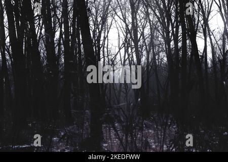 Atmosfera di foresta fosco scuro, boschi cupi, atmosfera di foresta di metallo nero Foto Stock