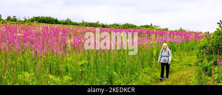 Vista panoramica delle donne anziane che camminano; alghe da fuoco; Chamaenerion angustifolium; e Cow Parssp; Heracleum lanatum; Prezzemolo; Apiaceae; Eveline state Racc Foto Stock