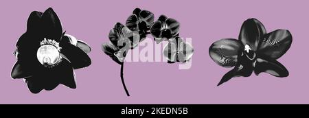 incisione grafica. Set fiori tropici. Banana fiore e orchidea. Foto Stock