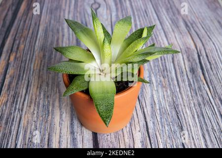 Cactus in vaso isolato su legno Foto Stock