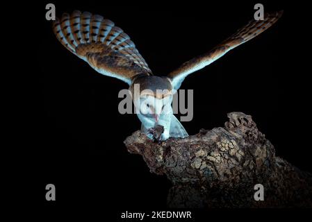 Civetta arroccato sulla sua torre di guardia nella notte buia Foto Stock