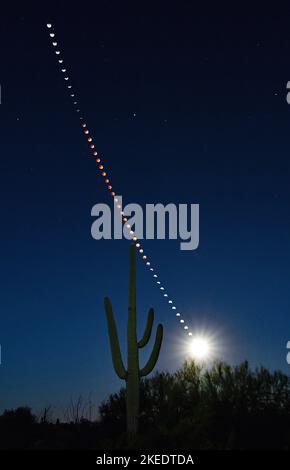 Sequenza composita di eclissi lunare totale con un cactus saguaro Foto Stock