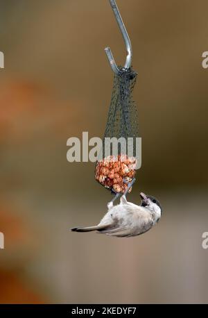 Uccello affamato mangiare cibo di un alimentatore Foto Stock