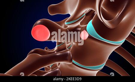 Costovertebral e CostoTransverse Joints anatomy human RIB Cage for Medical Concept 3D Illustrazione Foto Stock