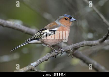 pappagallo maschio adulto con costine di fringilla arroccate Foto Stock