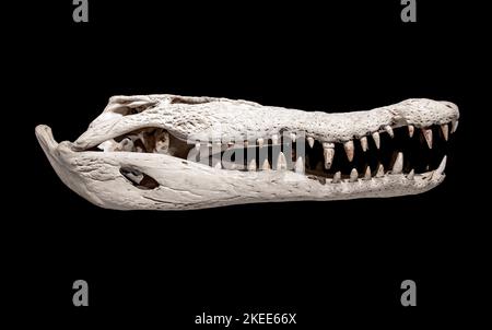 Un cranio coccodrillo - Crocodylus, isolato su sfondo nero Foto Stock