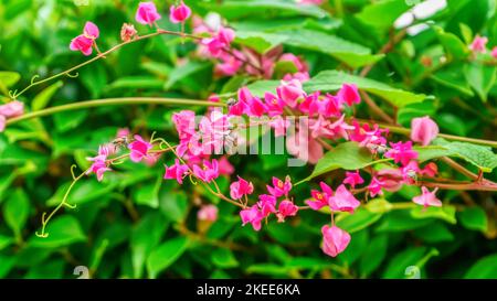 Le api stanno volando, mangiare polline da un gancio leptopus antigonon. Foto Stock