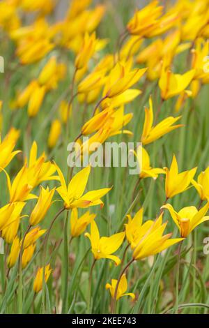 Tulipa sylvestris subsp. Australis, tulipano selvatico o tulipano boscoso Foto Stock