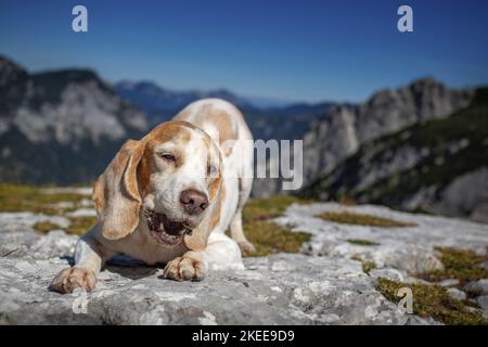 Beagle in montagna Foto Stock