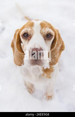 Beagle nella neve Foto Stock