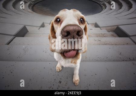 Beagle Foto Stock