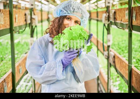 Il giardiniere femminile che odora le foglie di lattuga verde in serra. Donna in guanti di gomma da giardino che tiene pentola con piante verdi e gode profumo di foglia aromatica fresca. Foto Stock