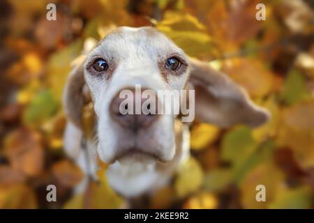 Beagle in autunno Foto Stock