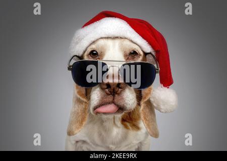 Beagle in costume Foto Stock