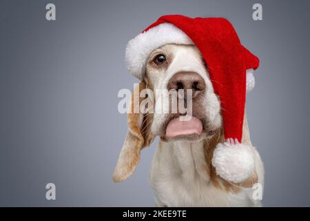 Beagle in costume Foto Stock