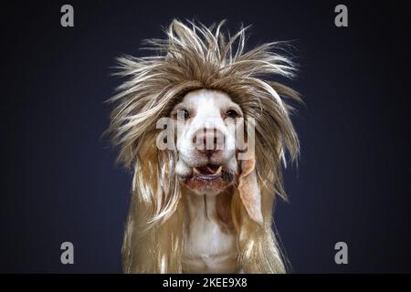 Beagle in costume Foto Stock