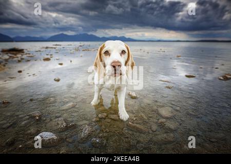 Beagle in acqua Foto Stock