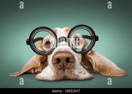 menzogne del cane da lepre Foto Stock