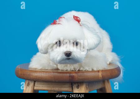 Affascinante piccolo lappdog maltese. Foto in studio su sfondo blu. Foto Stock