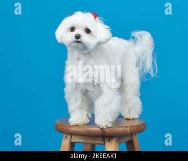 Affascinante piccolo lappdog maltese. Foto in studio su sfondo blu. Foto Stock