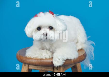 Affascinante piccolo lappdog maltese. Foto in studio su sfondo blu. Foto Stock