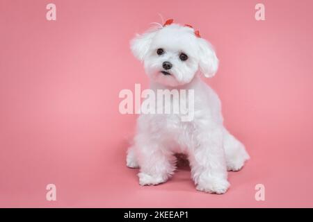 Affascinante piccolo lappdog maltese. Foto in studio su sfondo rosa. Foto Stock