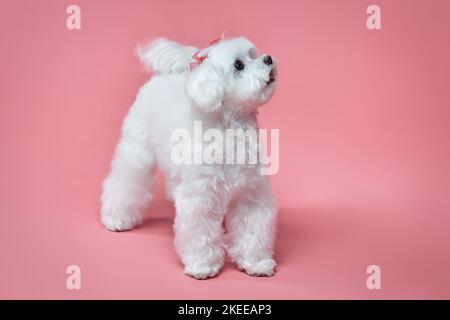 Affascinante piccolo lappdog maltese. Foto in studio su sfondo rosa. Foto Stock