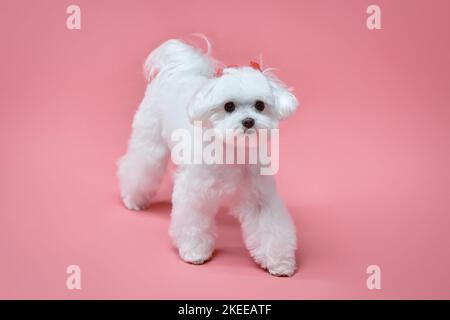 Affascinante piccolo lappdog maltese. Foto in studio su sfondo rosa. Foto Stock