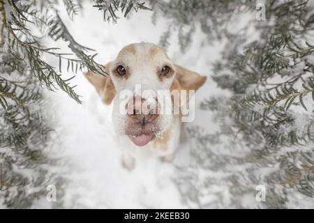 seduta del cane da lepre Foto Stock