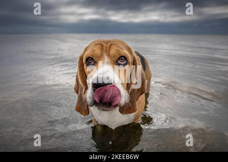 Beagle di balneazione Foto Stock