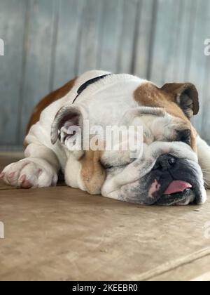 Un colpo verticale di un bel Bulldog americano che dorme sul pavimento Foto Stock