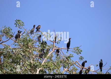 Un gruppo di grandi uccelli cormorani (Phalacrocorax carbo) vicino ad Assuan Foto Stock