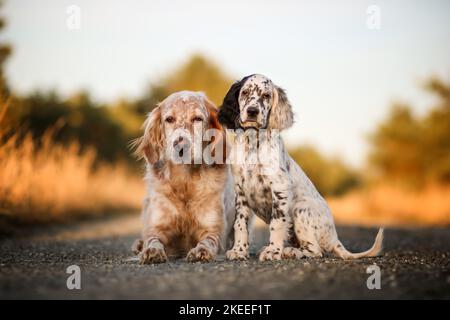 2 Setter Inglese Foto Stock