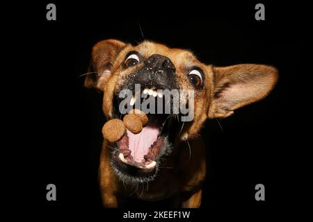 Frensh-Bulldog-Mongrel catture trattare Foto Stock