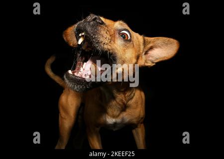 Frensh-Bulldog-Mongrel catture trattare Foto Stock