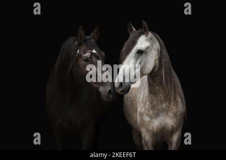 Pura Raza Espanolas di fronte a sfondo nero Foto Stock