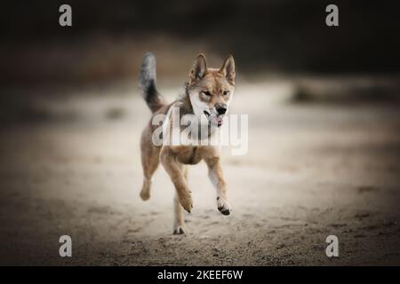 Shikoku in esecuzione Foto Stock