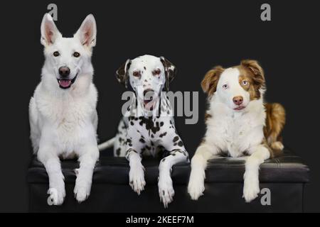 3 cani Foto Stock