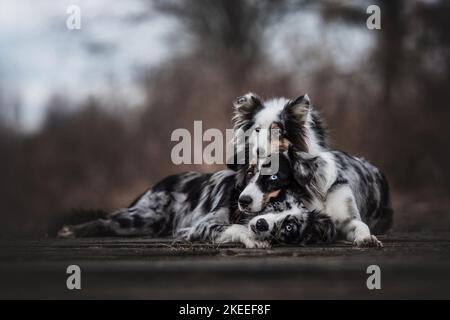 Pastori australiani con Sheltie Foto Stock