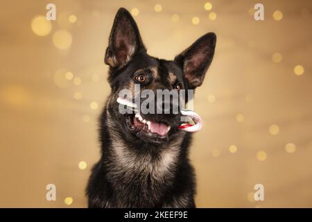 Pastore Tedesco cane ritratto Foto Stock