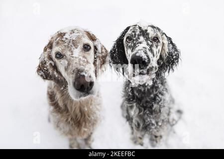 English Setter in inverno Foto Stock