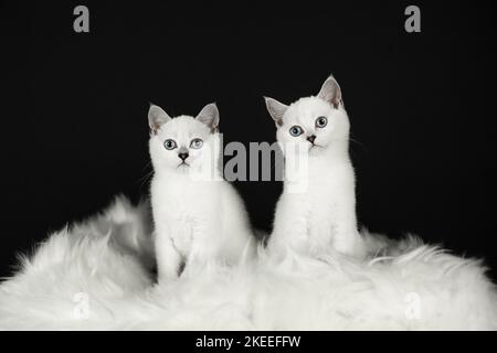 gatto shorthair britannico con occhio blu Foto Stock