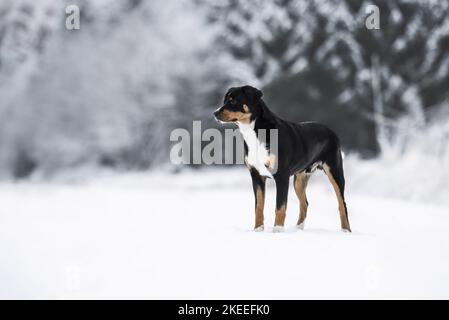 Cucciolo di cane di montagna Entlebuch Foto Stock