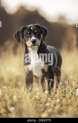 Cucciolo di cane di montagna Entlebuch Foto Stock