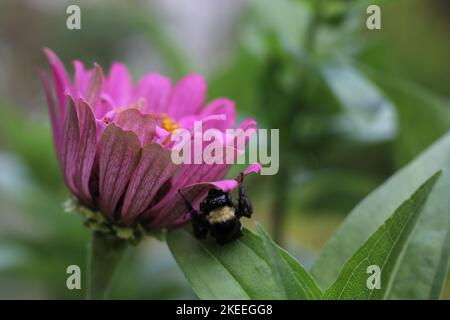 Bee Landing su Pink Zinnia Fiore in giardino Foto Stock
