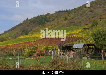 Vista su un vigneto vicino alla città chiamata Cochem Foto Stock