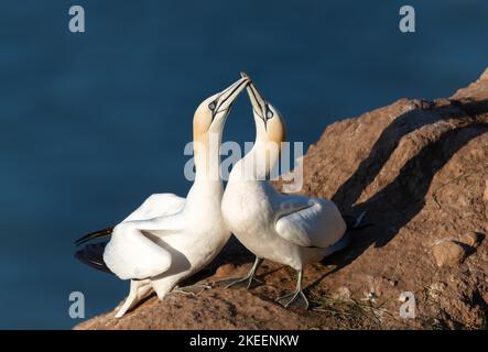 Primo piano di bonding Northern gannets (Morus fagunana) su una scogliera vicino al Mare del Nord, scogliere di Bempton, Regno Unito. Foto Stock