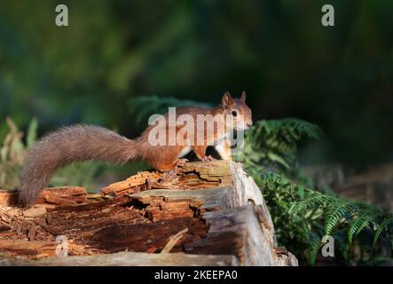 Primo piano di uno scoiattolo rosso (Sciurus vulgaris) su un tronco di albero, Regno Unito. Foto Stock