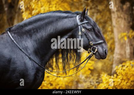 Cavallo frisone Foto Stock